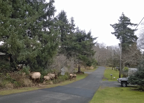 elk-in-driveway